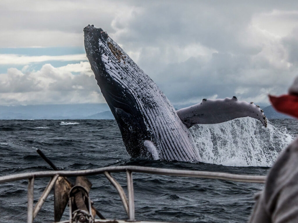 海洋、鯨豚、噪音汙染、水下噪音、環境